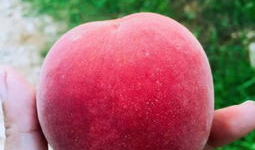 水蜜桃在线视频,甜蜜瞬间，尽享视觉盛宴